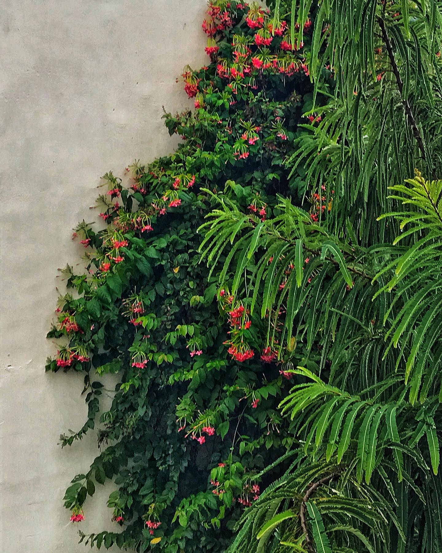 The courtyard
